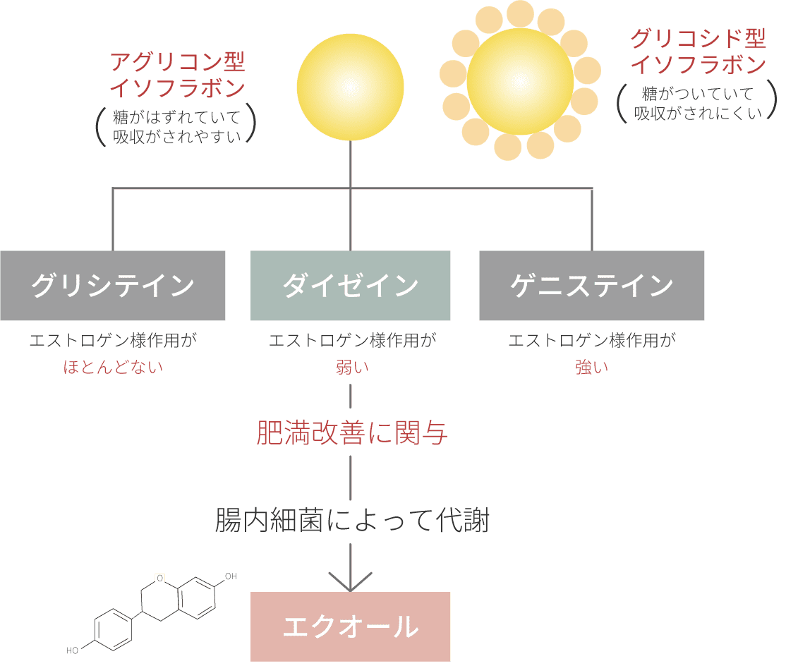 イソフラボンの代謝