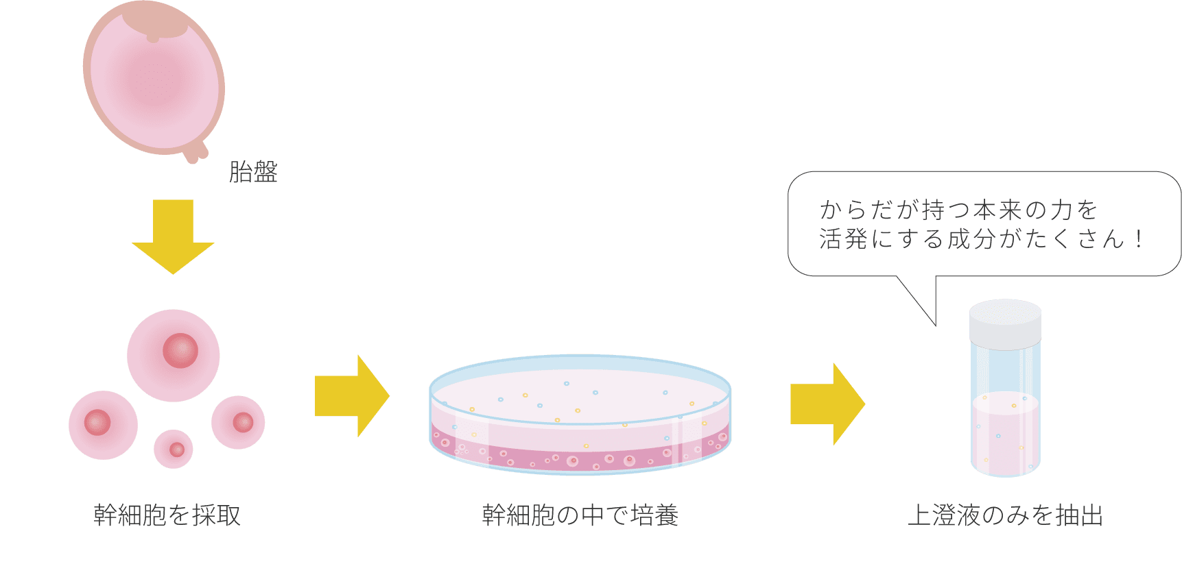 ヒトプラセンタ幹細胞純化培養液について